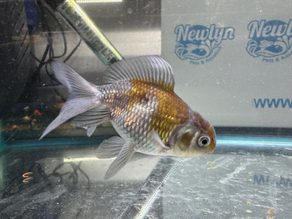 Blue Oranda Fancy Goldfish 7-9cm (Picked at Random)