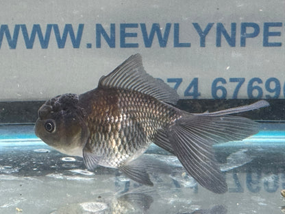 Blue Oranda Fancy Goldfish 7-9cm (Picked at Random)