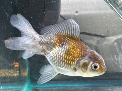 Blue Oranda Fancy Goldfish 7-9cm (Picked at Random)