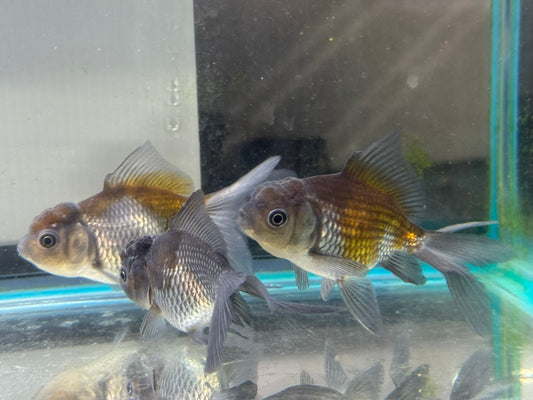 Blue Oranda Fancy Goldfish 7-9cm (Picked at Random)