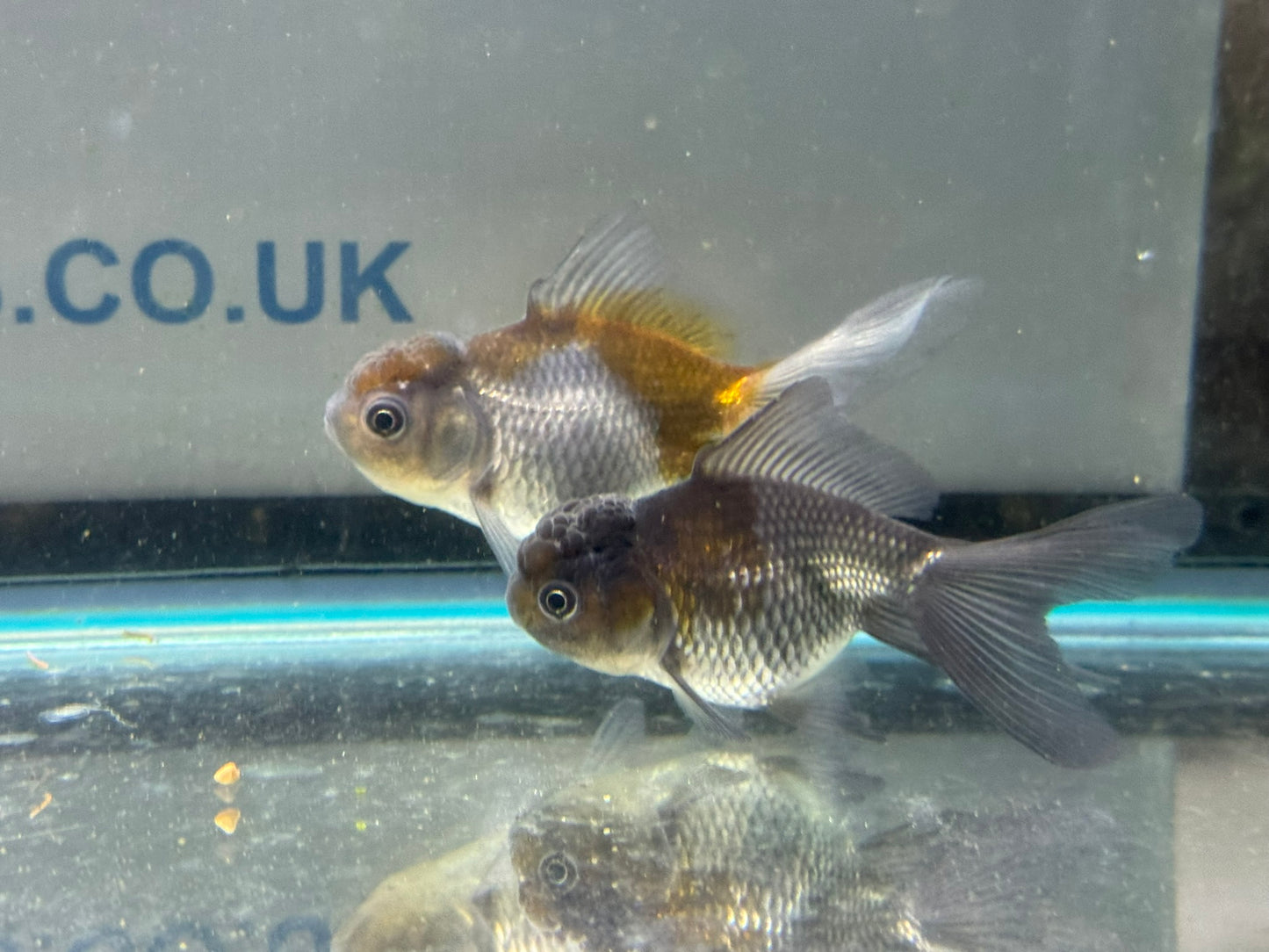 Blue Oranda Fancy Goldfish 7-9cm (Picked at Random)