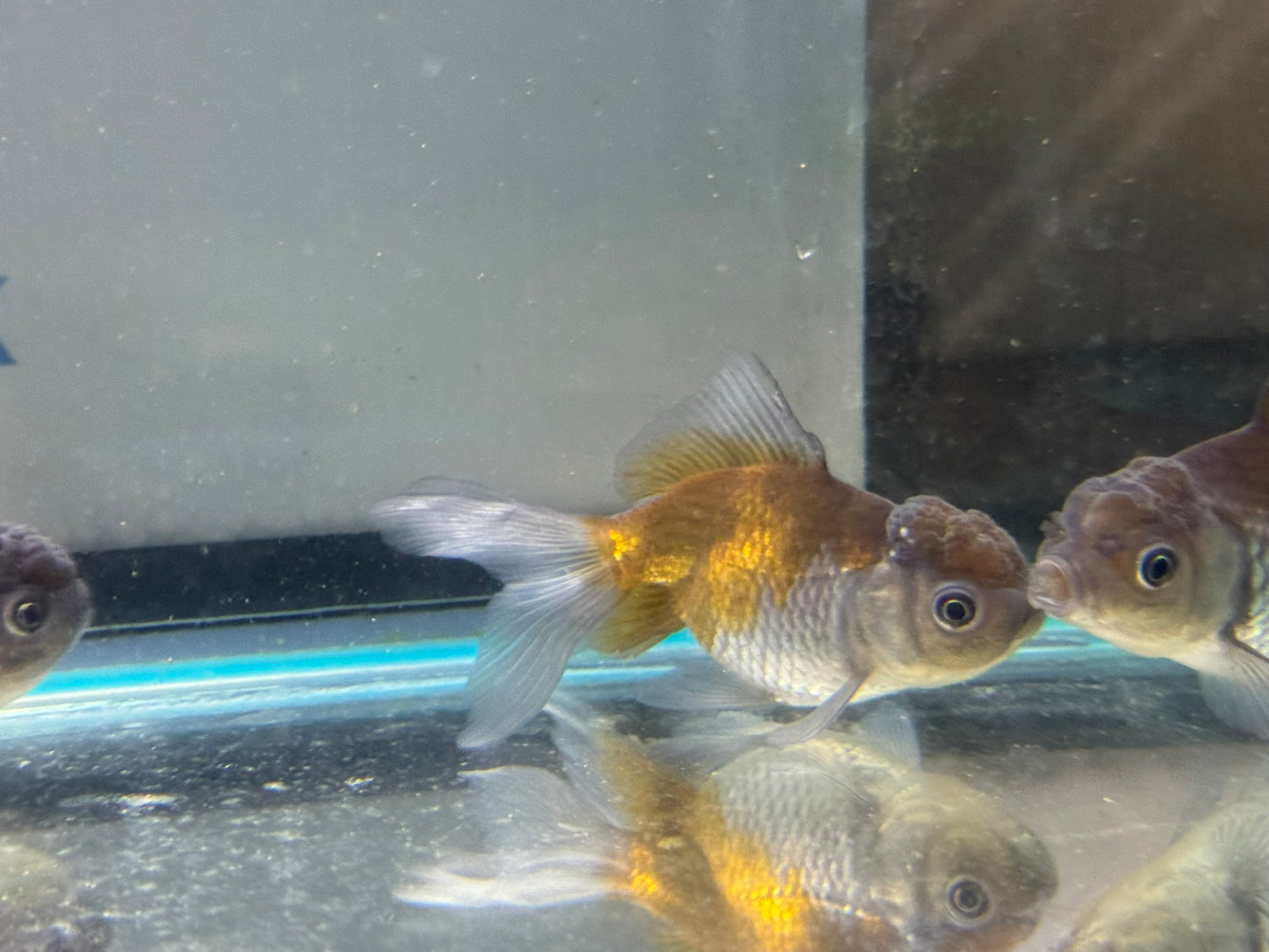 Blue Oranda Fancy Goldfish 7-9cm (Picked at Random)