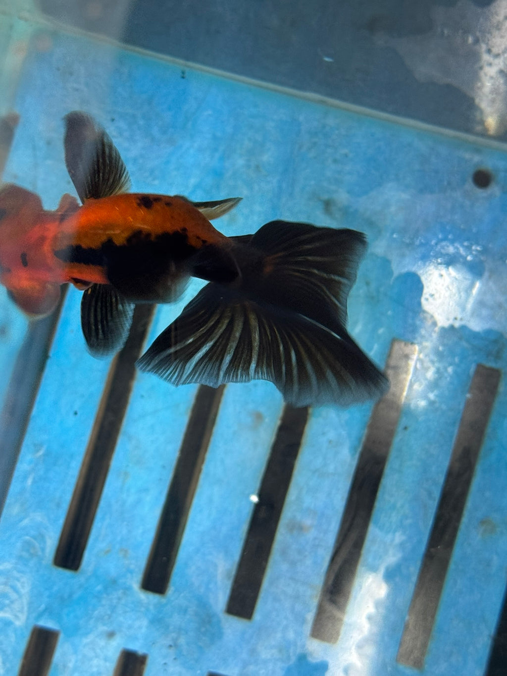 Red/Black Butterfly Moor 9-10cm Chinese Fancy Goldfish #2 Fish In The Photo