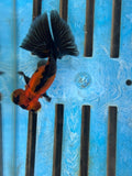 Red/Black Butterfly Moor 9-10cm Chinese Fancy Goldfish #2 Fish In The Photo