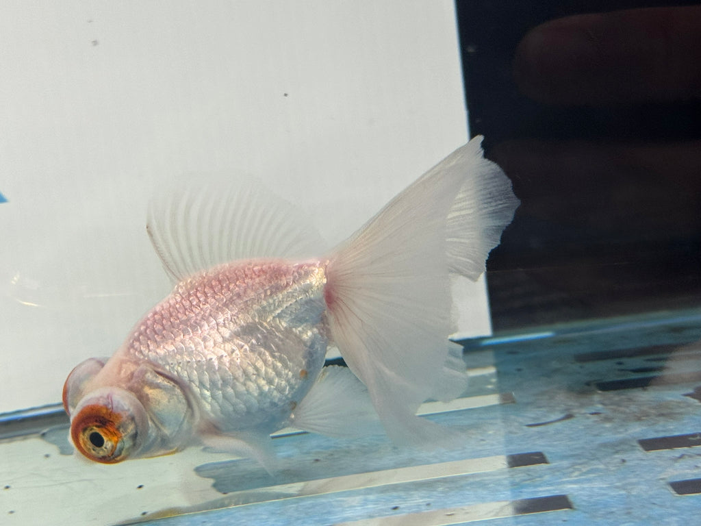 Butterfly Moor Silver/White 9-10cm Chinese Fancy Goldfish Fish In The Photo