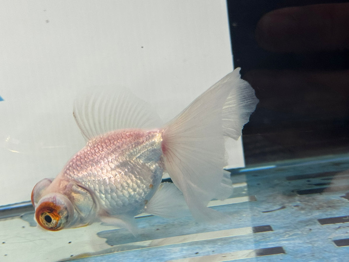 Butterfly Moor Silver/White 9-10cm Chinese Fancy Goldfish Fish In The Photo