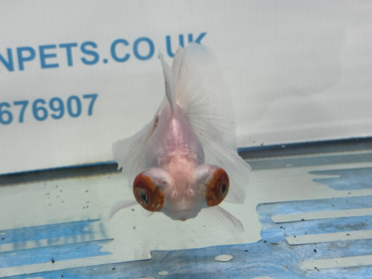Butterfly Moor Silver/White 9-10cm Chinese Fancy Goldfish Fish In The Photo