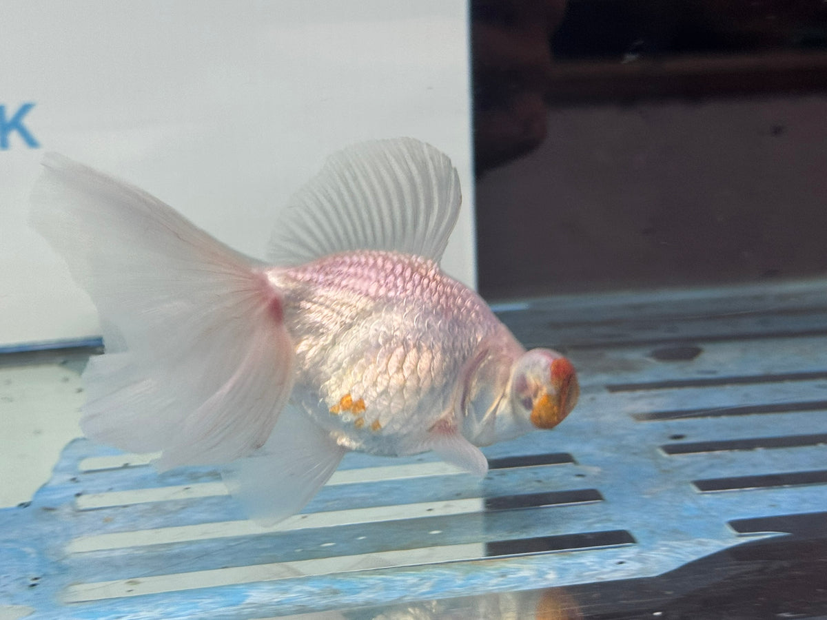 Butterfly Moor Silver/White 9-10cm Chinese Fancy Goldfish Fish In The Photo
