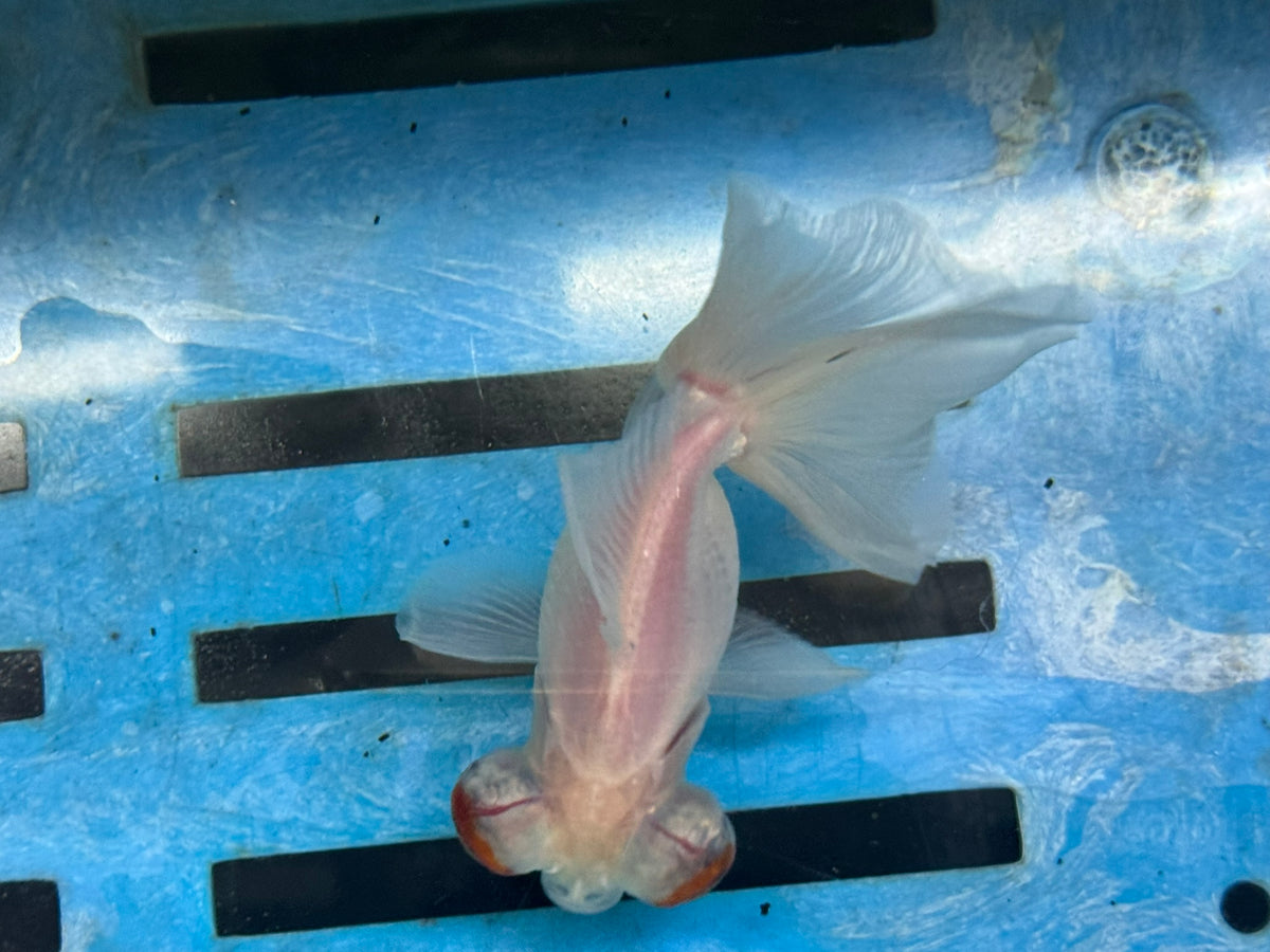 Butterfly Moor Silver/White 9-10cm Chinese Fancy Goldfish Fish In The Photo
