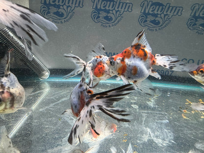 Calico Ryukin 7-8cm Cinese Fancy Goldfish