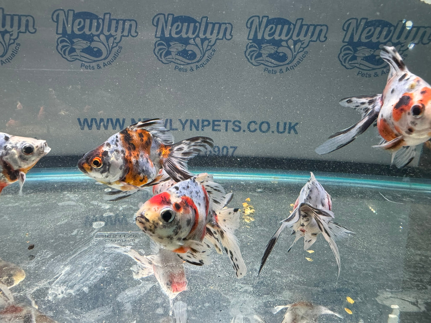 Calico Ryukin 7-8cm Cinese Fancy Goldfish