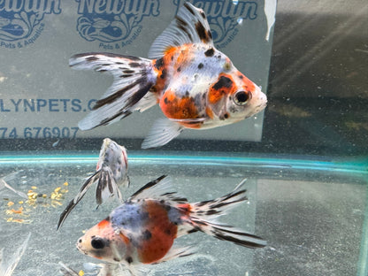 Calico Ryukin 7-8cm Cinese Fancy Goldfish