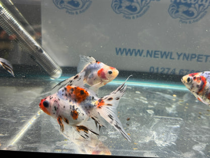 Calico Ryukin 7-8cm Cinese Fancy Goldfish