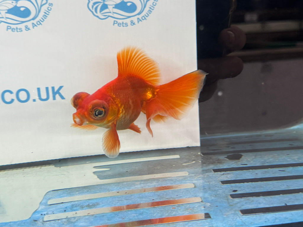 Butterfly Moor Red 9-10cm Chinese Fancy Goldfish Fish In The Photo