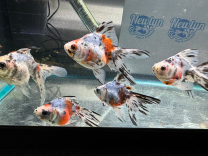 Calico Ryukin 7-8cm Cinese Fancy Goldfish