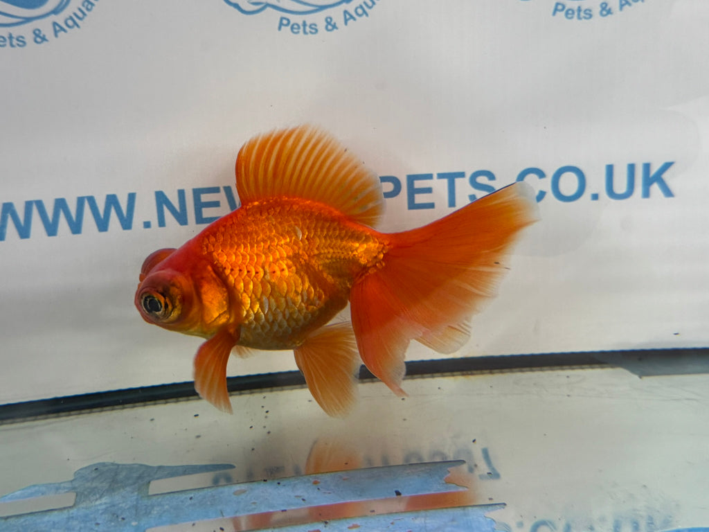Butterfly Moor Red 9-10cm Chinese Fancy Goldfish Fish In The Photo