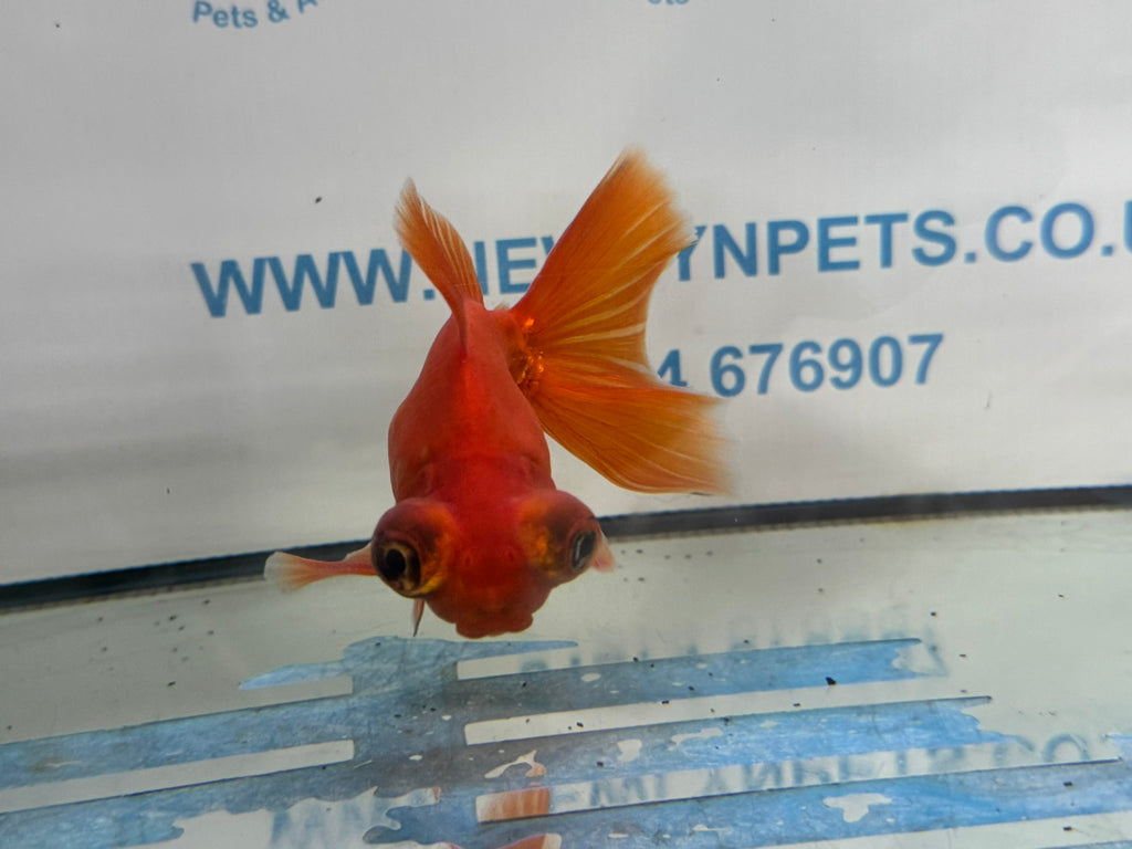 Butterfly Moor Red 9-10cm Chinese Fancy Goldfish Fish In The Photo