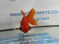 Butterfly Moor Red 9-10cm Chinese Fancy Goldfish Fish In The Photo