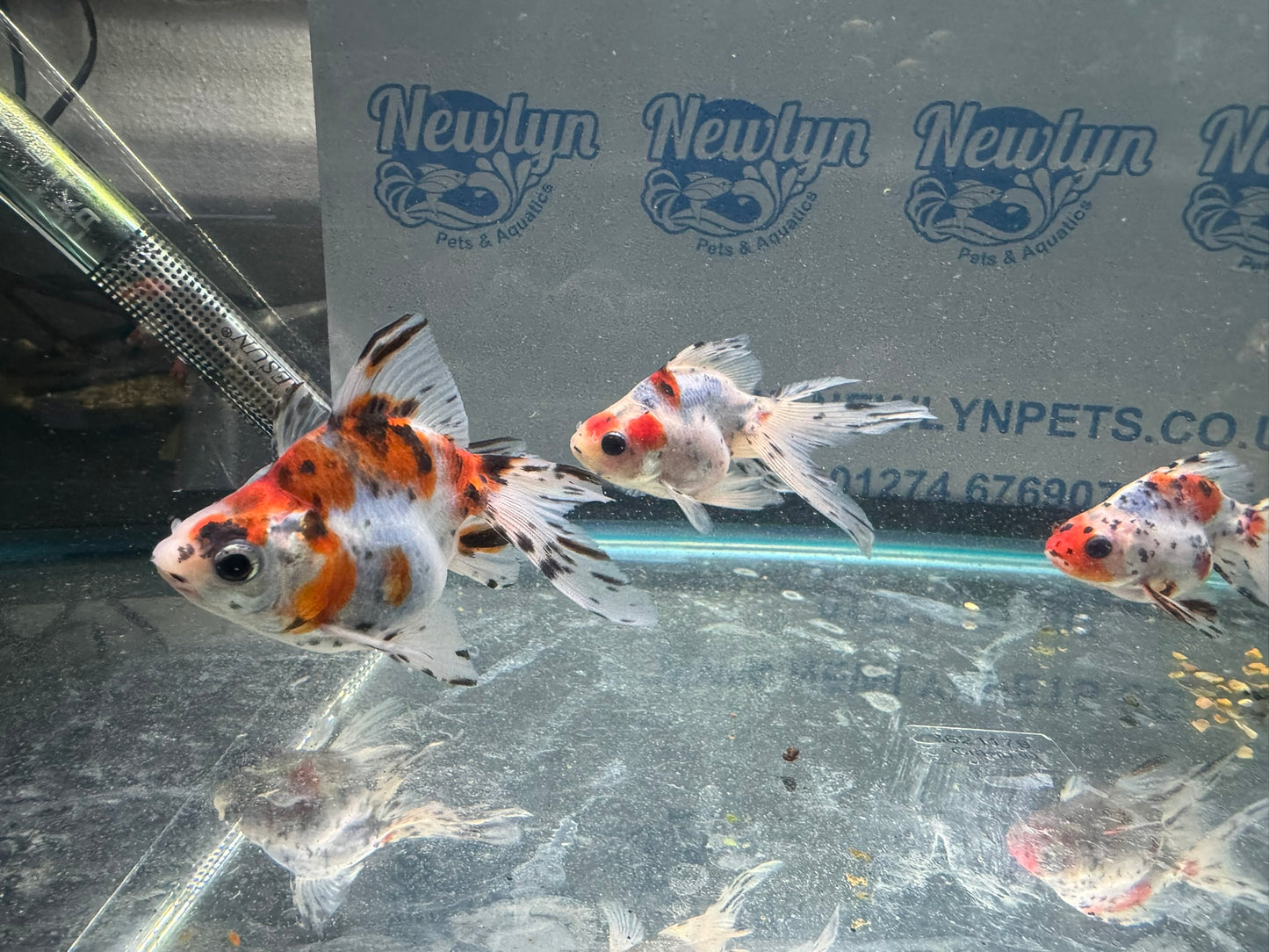 Calico Ryukin 7-8cm Cinese Fancy Goldfish