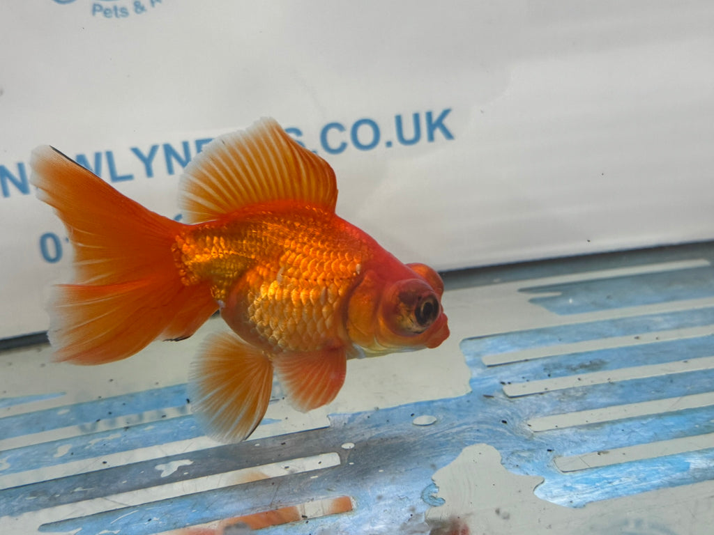 Butterfly Moor Red 9-10cm Chinese Fancy Goldfish Fish In The Photo