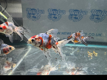 Calico Ryukin 7-8cm Cinese Fancy Goldfish