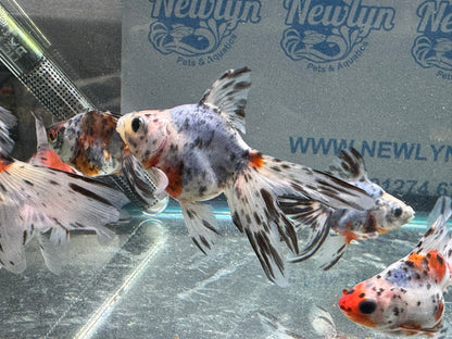 Calico Ryukin 7-8cm Cinese Fancy Goldfish