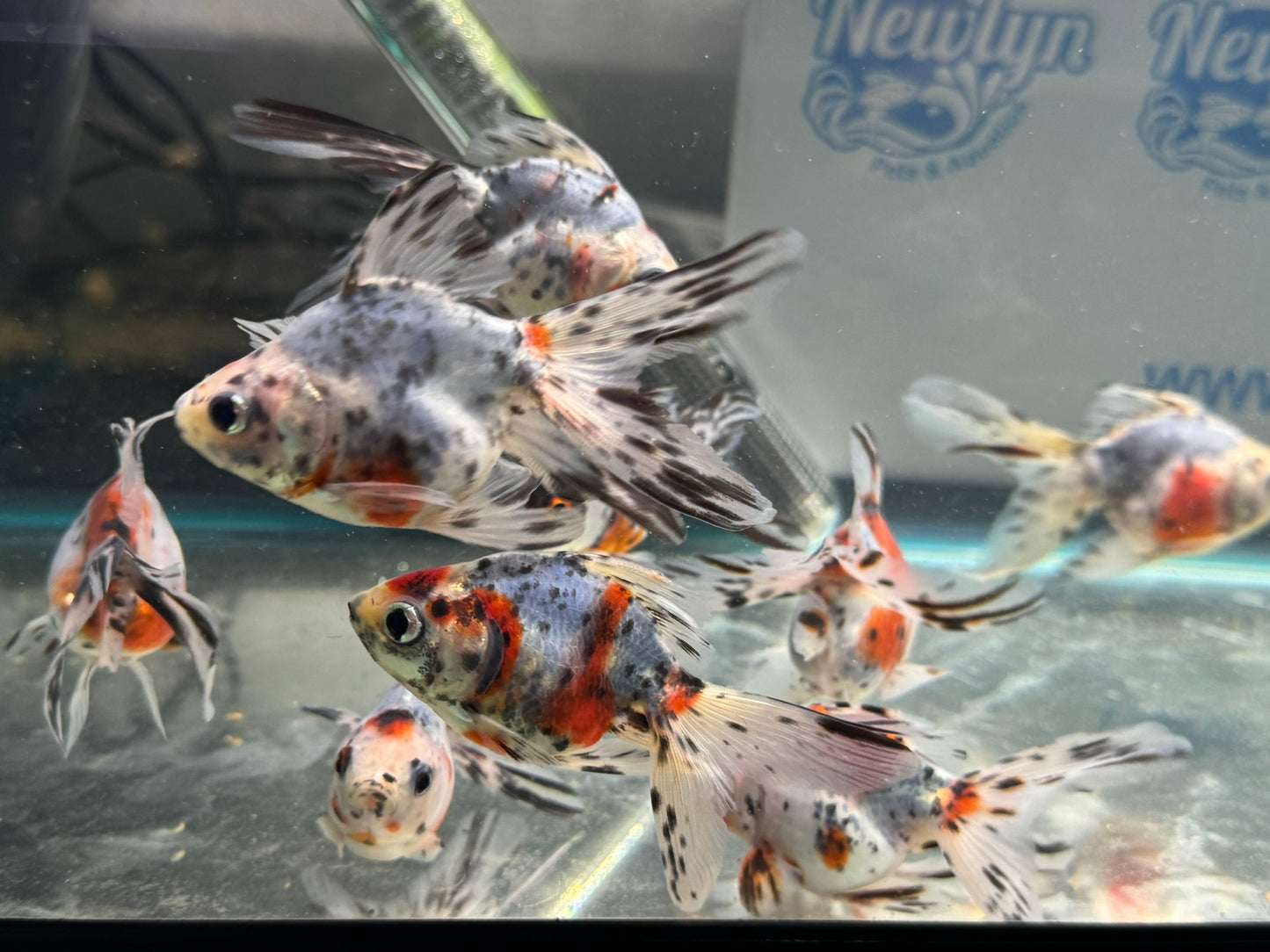 Calico Ryukin 7-8cm Cinese Fancy Goldfish