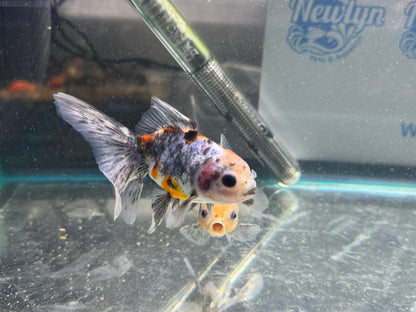 Calico Oranda Fancy Goldfish 7-8cm