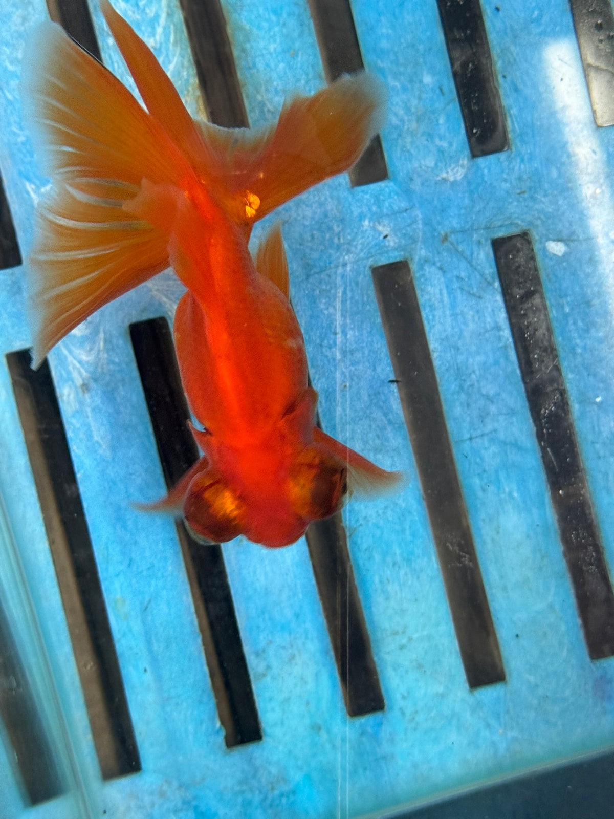 Butterfly Moor Red 9-10cm Chinese Fancy Goldfish Fish In The Photo