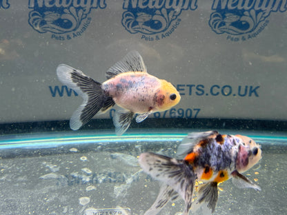 Calico Oranda Fancy Goldfish 7-8cm