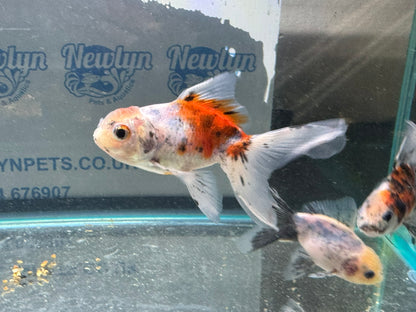 Calico Oranda Fancy Goldfish 7-8cm