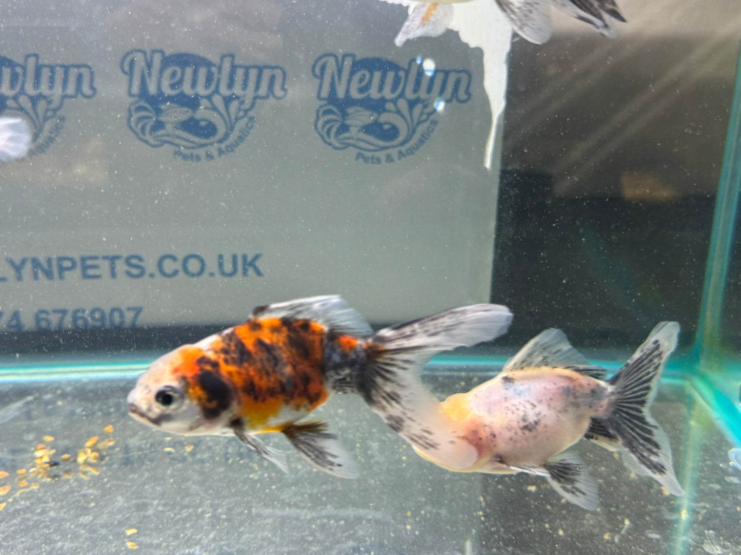 Calico Oranda Fancy Goldfish 7-8cm