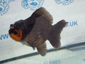 Short Tail Oranda Red/Black 9-10cm Chinese Fancy Goldfish Fish In Photo