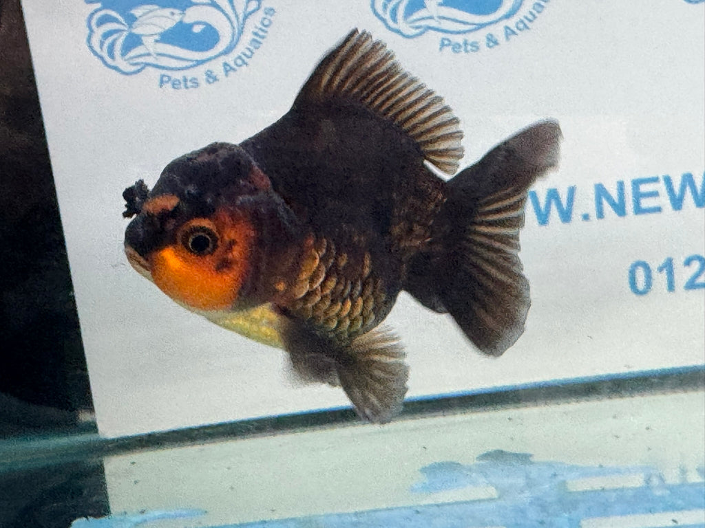 Short Tail Oranda Red/Black 9-10cm Chinese Fancy Goldfish Fish In Photo
