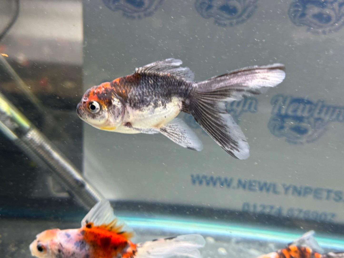 Calico Oranda Fancy Goldfish 7-8cm