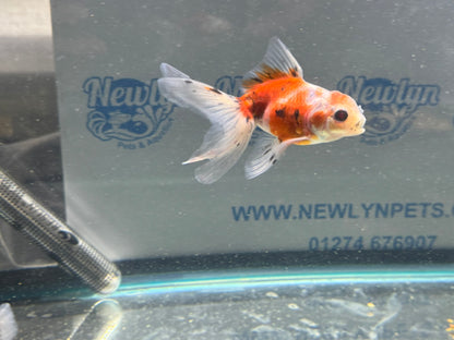 Calico Oranda Fancy Goldfish 7-8cm