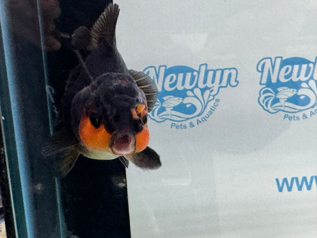 Short Tail Oranda Red/Black 9-10cm Chinese Fancy Goldfish Fish In Photo