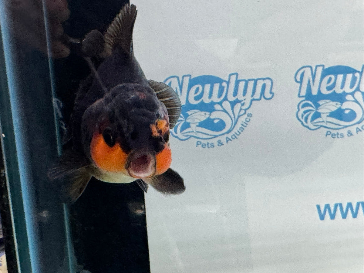 Short Tail Oranda Red/Black 9-10cm Chinese Fancy Goldfish Fish In Photo
