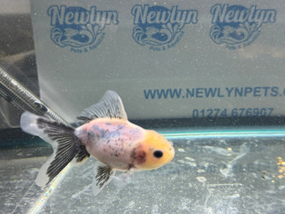 Calico Oranda Fancy Goldfish 7-8cm