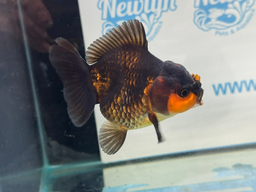 Short Tail Oranda Red/Black 9-10cm Chinese Fancy Goldfish Fish In Photo