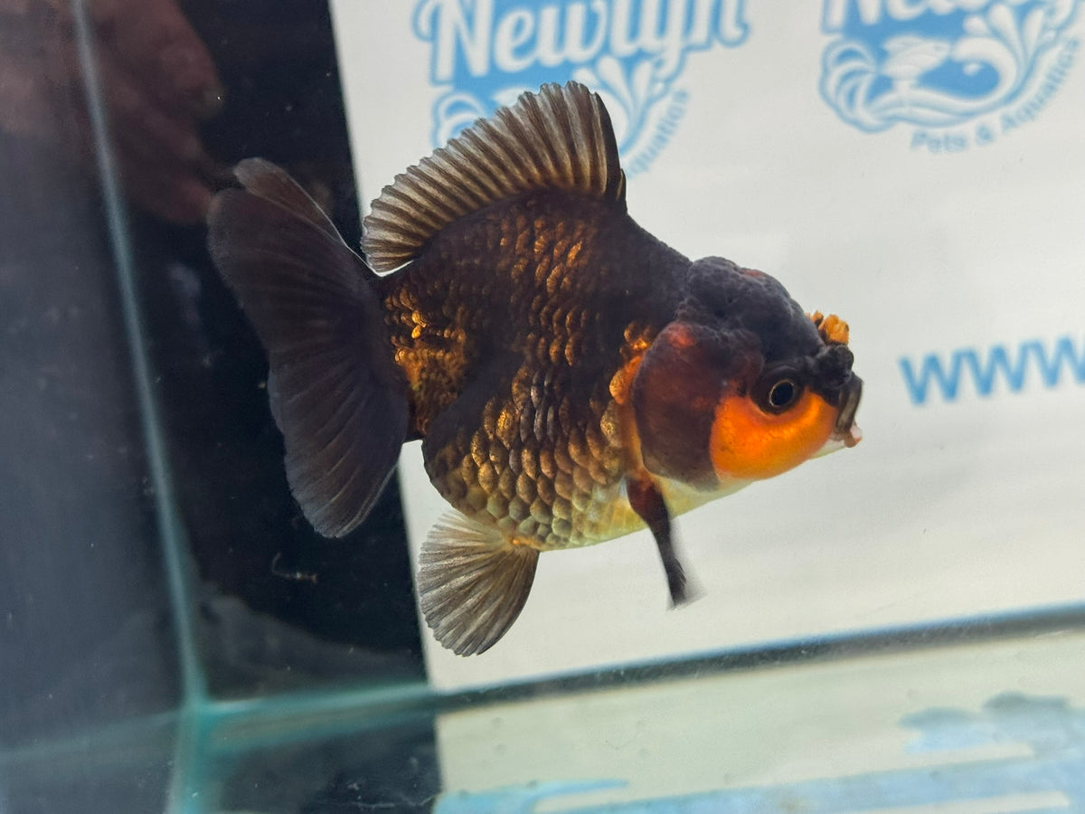 Short Tail Oranda Red/Black 9-10cm Chinese Fancy Goldfish Fish In Photo