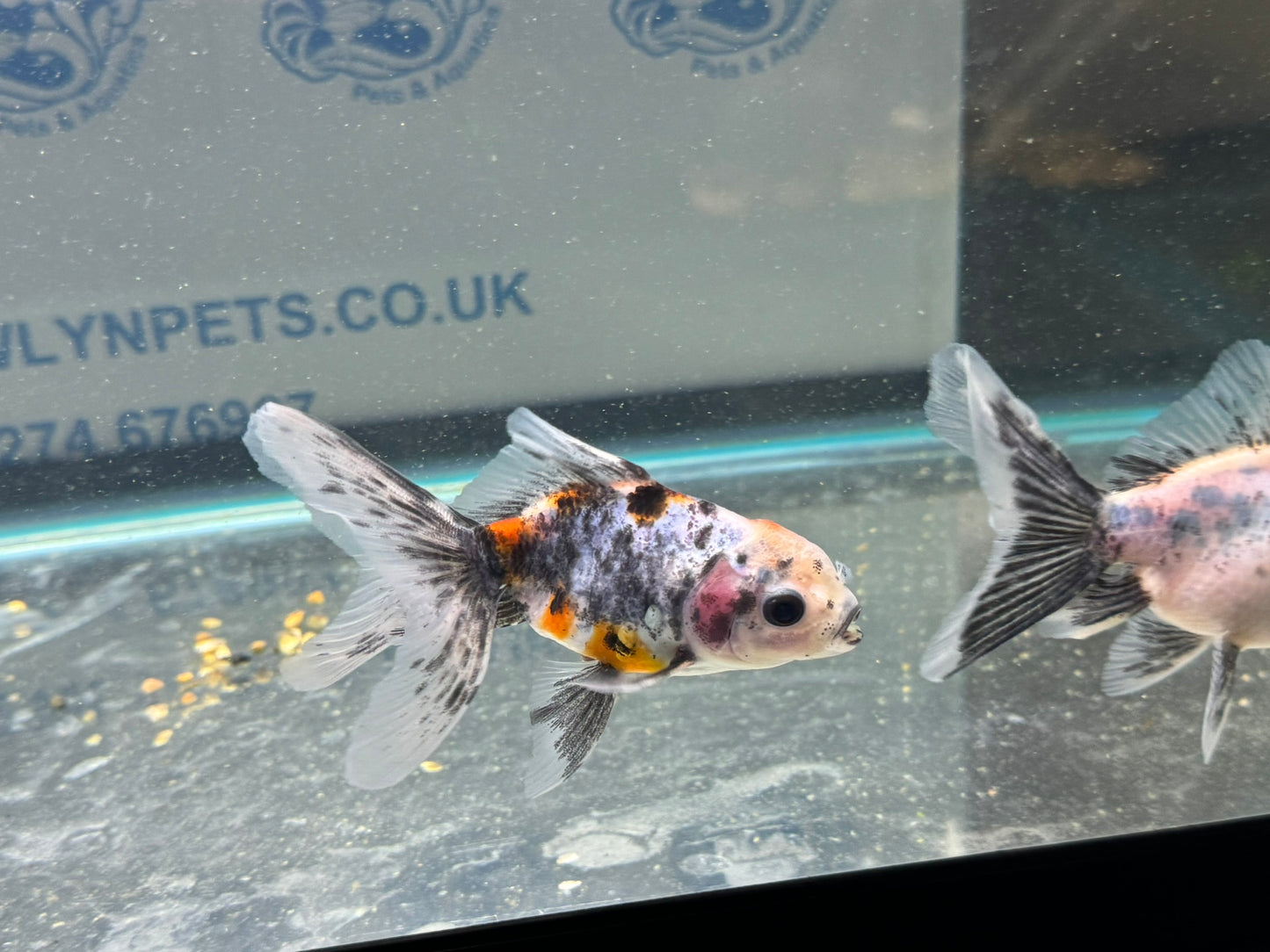 Calico Oranda Fancy Goldfish 7-8cm