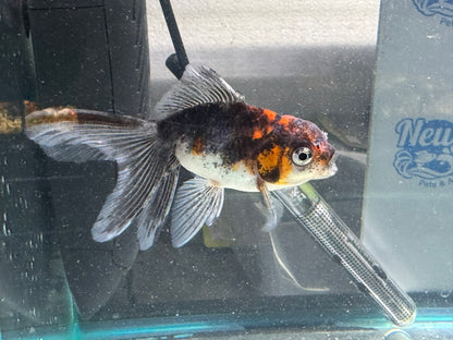 Calico Oranda Fancy Goldfish 7-8cm