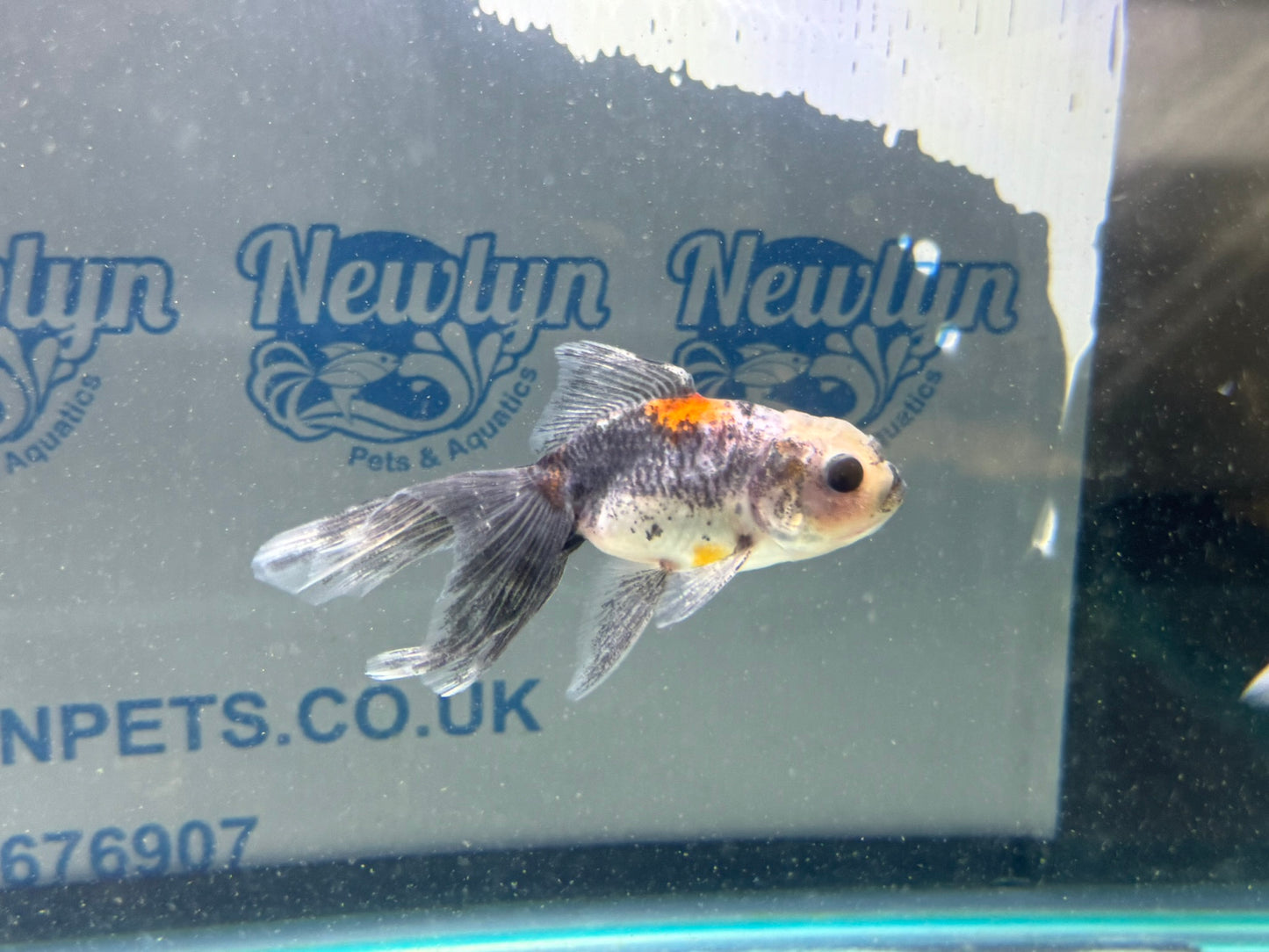 Calico Oranda Fancy Goldfish 7-8cm