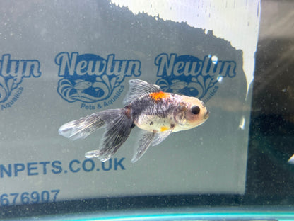 Calico Oranda Fancy Goldfish 7-8cm