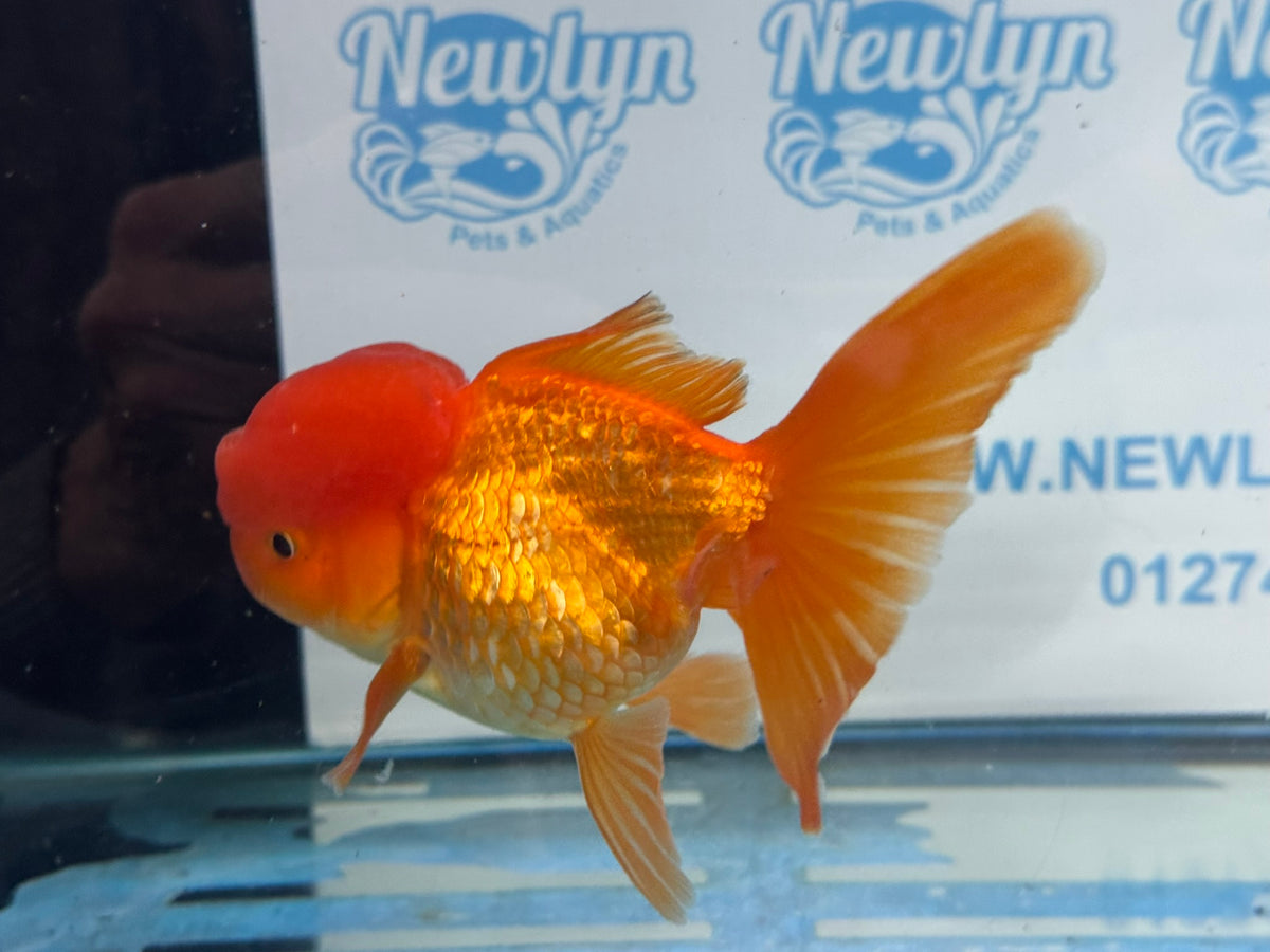 Oranda Red 12-13cm Chinese Fancy Goldfish ORred2 (Fish in photo)