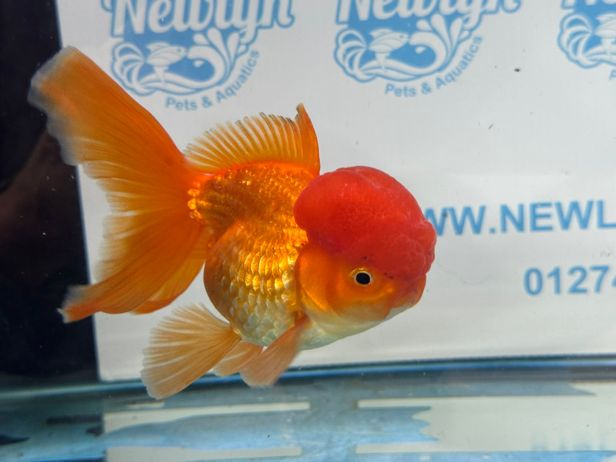 Oranda Red 12-13cm Chinese Fancy Goldfish ORred2 (Fish in photo)