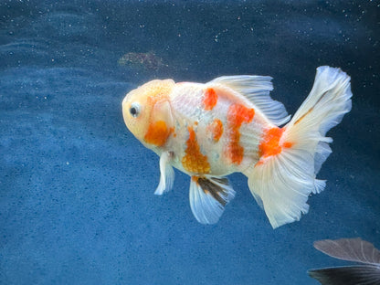 Oranda Peacock Tail 14cm (Fish in photo) Chinese Fancy Goldfish