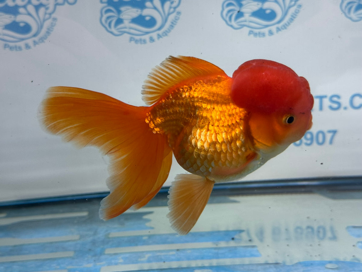 Oranda Red 12-13cm Chinese Fancy Goldfish ORred2 (Fish in photo)