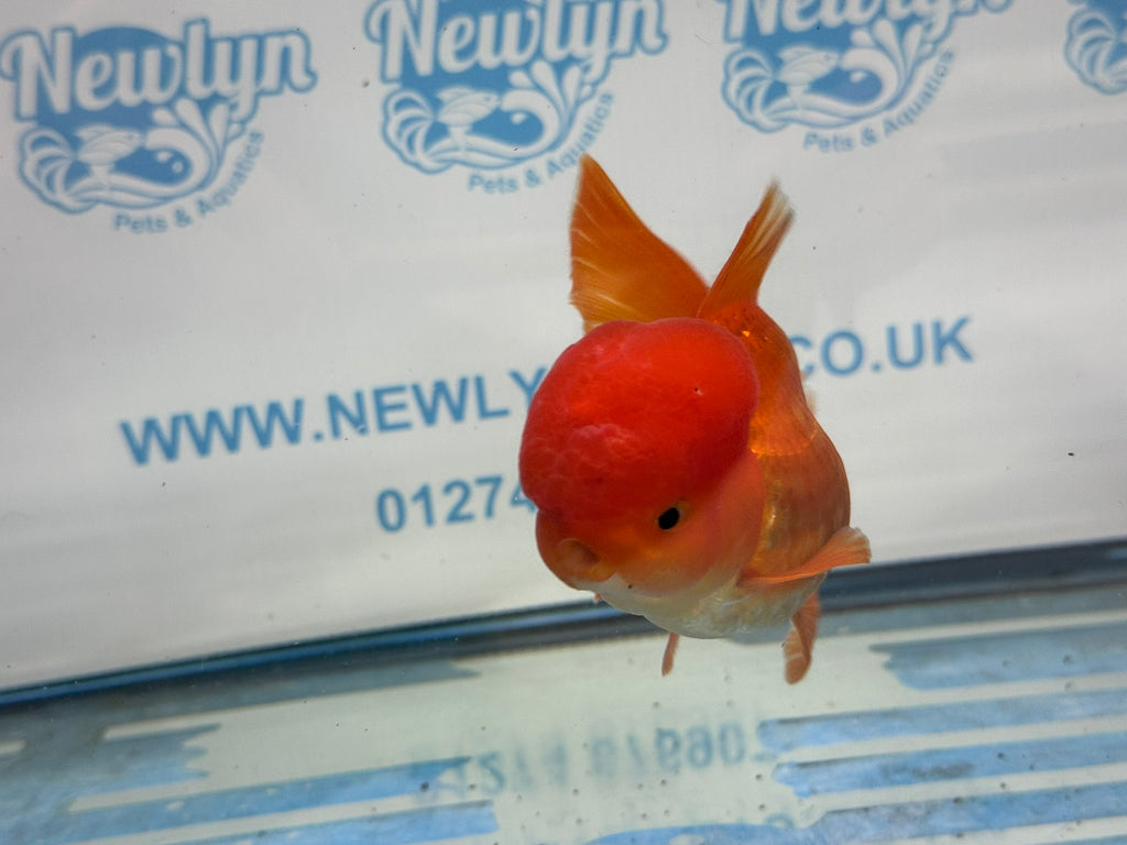 Oranda Red 12-13cm Chinese Fancy Goldfish ORred2 (Fish in photo)